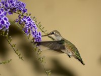 Hummer.jpg