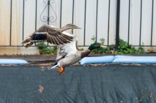 DSC_8323.jpg
