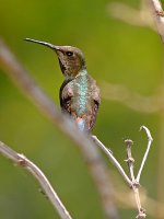 Hummer4.jpg