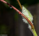 Water Drop Bud (1 of 1).jpg
