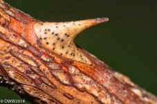 Thorn  (1 of 1).jpg