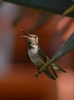Hummer7.jpg