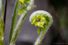 DSC_9162.jpg