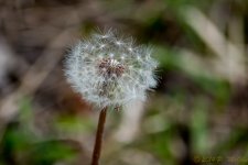 DSC_9171.jpg