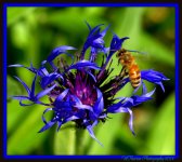 Bee Landing on Blue Flower.jpg