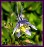 Periwinkle Flower.jpg