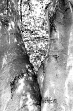 134 Tree-140514_01.jpg