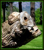 Layton Park Stump 2.jpg