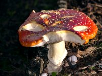 Mushroom 1 LOL.jpg