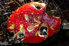 Mushroom 2 LOL.jpg