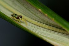 DSC_6009.jpg