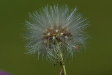 DSC_6025.jpg