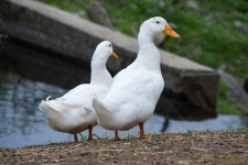 DSC_9181.jpg