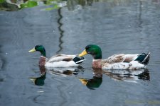 DSC_9183.jpg