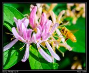 Day135Bee.jpg