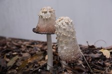 toadstool.jpg