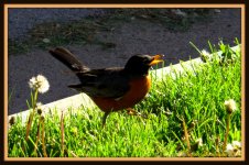 Robin on Playground.jpg