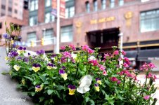 CLE Foggy DT 4_748.jpg