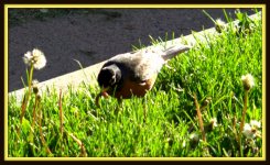 Robin with a Worm.jpg