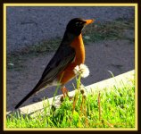 Robin with Dandilion.jpg
