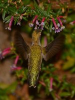 Hummer5.jpg