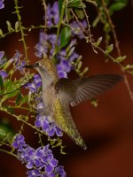 Hummer3.jpg