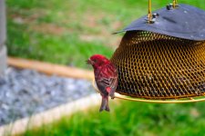 DSC_4925.jpg