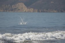 D8A_0581.jpg