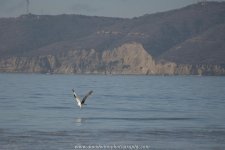 D8A_0585.jpg