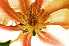 flower edit web.jpg