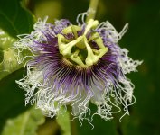 Edulis.jpg