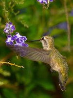 Hummer6.jpg