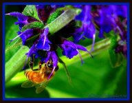 Bee.jpg