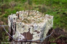 Fence Post Top LOL.jpg