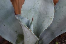 DSC_0009.jpg