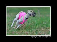 Dog-Race-1.jpg