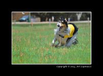 Dog-Race-2.jpg