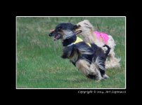 Dog-Race-4.jpg