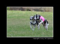 Dog-Race-7.jpg