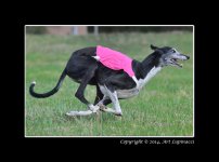 Dog-Race-9.jpg