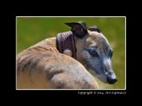 Dog-Race-6.jpg