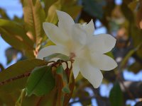 Magnolia.jpg
