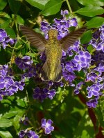 Hummer3.jpg