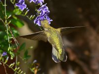 Hummer7.jpg