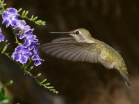 Hummer8.jpg