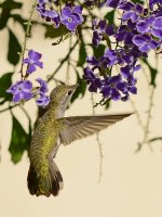 Hummer4.jpg