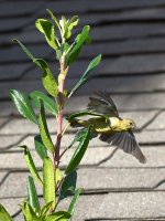 Finch.jpg