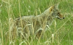 coyote.jpg