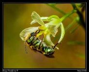 Day137Bee.jpg