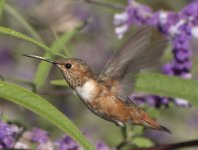 Hummingbird=20111JS0117.jpg